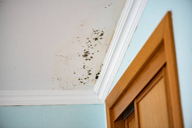 Trusted Garberville, CA Mold Removal Experts