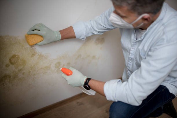 Best Mold Testing  in Garberville, CA
